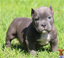 american pit bull puppy posted by Exotic Bully